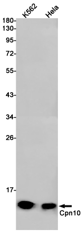 Western blot detection of Cpn10 in K562,Hela cell lysates using Cpn10 Rabbit pAb(1:1000 diluted).Predicted band size:11kDa.Observed band size:11kDa.