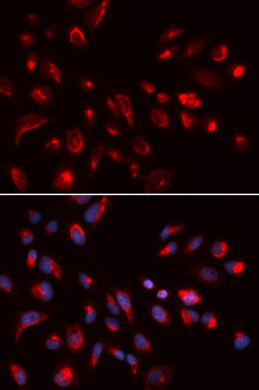 Immunofluorescence - CHRM5 Polyclonal Antibody 