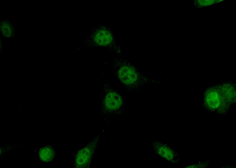 Immunofluorescent analysis of (10% Formaldehyde) fixed NIH/3T3 cells using Catalog No:108114(AP1,JUN,P39 Antibody) at dilution of 1:50 and Alexa Fluor 488-congugated AffiniPure Goat Anti-Rabbit IgG(H+L)