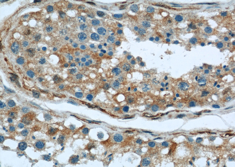 Immunohistochemical of paraffin-embedded human testis using Catalog No:107464(PRDX2 antibody) at dilution of 1:50 (under 40x lens)