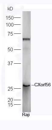 Fig1: Sample: Raji Cell (Human) Lysate at 40 ug; Primary: Anti-CXorf56 (bs9550R) at 1/300 dilution; Secondary: HRP conjugated Goat-Anti-rabbit IgG (bs-0295G-HRP) at 1/5000 dilution; Predicted band size: 26 kD; Observed band size: 26 kD