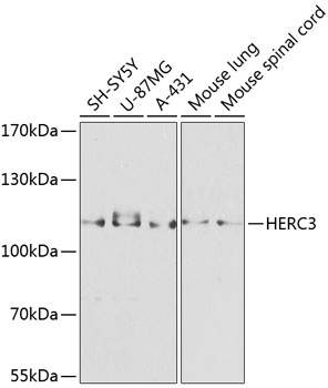 Western blot - HERC3 Polyclonal Antibody 