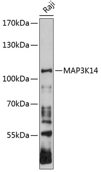 Western blot - MAP3K14 Polyclonal Antibody 