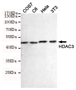 Western blot detection of HDAC3 in COS7,C6,Hela and 3T3 cell lysates using HDAC3 mouse mAb (dilution 1:500).Predicted band size:48.8KDa.Observed band size:48.8KDa.