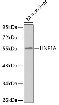 Western blot - HNF1A Polyclonal Antibody 