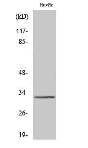 Fig1:; Western Blot analysis of various cells using MRGG Polyclonal Antibody