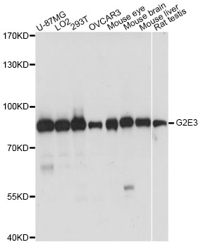 Western blot - G2E3 Polyclonal Antibody 