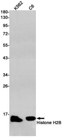 Western blot detection of Histone H2B in K562,C6 cell lysates using Histone H2B Rabbit pAb(1:1000 diluted).Predicted band size:14kDa.Observed band size:14kDa.