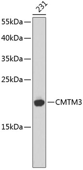 Western blot - CMTM3 Polyclonal Antibody 