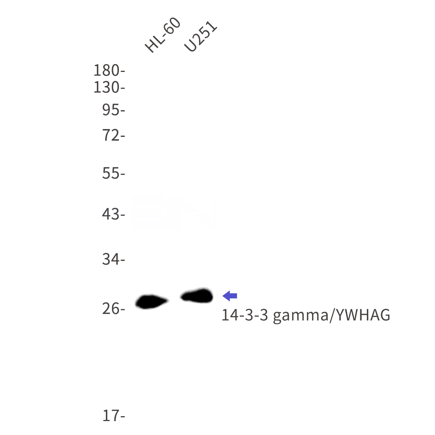 Western blot detection of 14-3-3 gamma/YWHAG in HL-60,U251 cell lysates using 14-3-3 gamma/YWHAG Rabbit mAb(1:1000 diluted).Predicted band size:28kDa.Observed band size:28kDa.