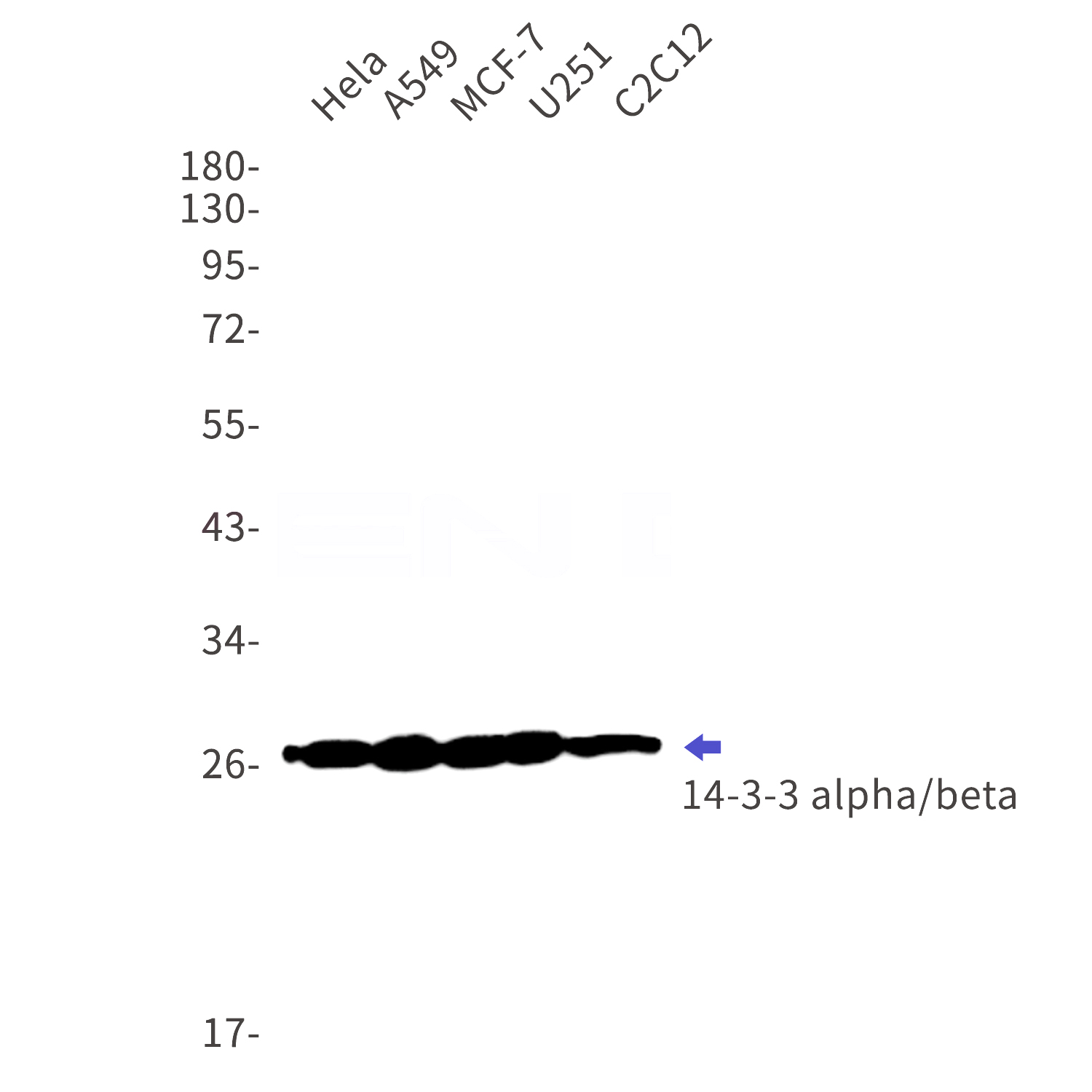 Western blot detection of 14-3-3 alpha/beta in Hela,A549,MCF-7,U251,C2C12 cell lysates using 14-3-3 alpha/beta Rabbit mAb(1:1000 diluted).Predicted band size:28kDa.Observed band size:28kDa.
