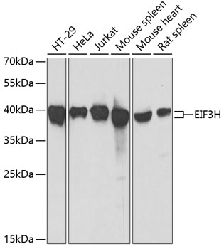 Western blot - EIF3H Polyclonal Antibody 
