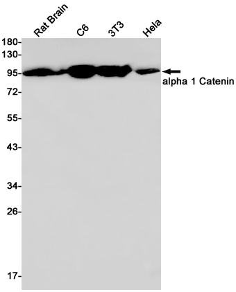 Western blot detection of alpha 1 Catenin in Rat Brain,C6,3T3,Hela cell lysates using alpha 1 Catenin Rabbit pAb(1:1000 diluted).Predicted band size:100kDa.Observed band size:100kDa.