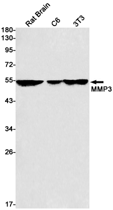 Western blot detection of MMP3 in Rat Brain,C6,3T3 cell lysates using MMP3 Rabbit pAb(1:1000 diluted).Predicted band size:54kDa.Observed band size:54kDa.