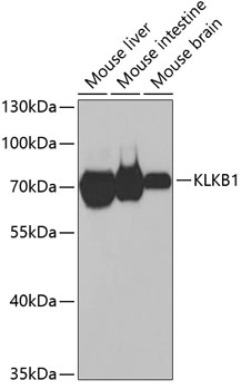 Western blot - KLKB1 Polyclonal Antibody 