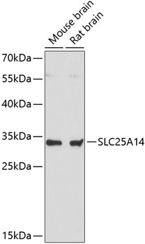 Western blot - SLC25A14 Polyclonal Antibody 