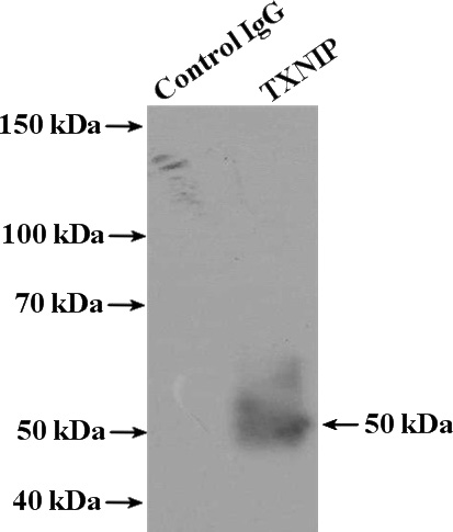IP Result of anti-TXNIP (IP:Catalog No:116454, 4ug; Detection:Catalog No:116454 1:500) with K-562 cells lysate 4000ug.