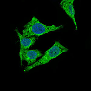 Immunofluorescence analysis of Hela cells using PDK2 mouse mAb (green). Blue