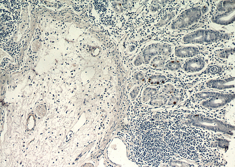 Immunohistochemical of paraffin-embedded human stomach using Catalog No:110968(GHRL antibody) at dilution of 1:100 (under 10x lens)