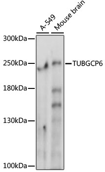 Western blot - TUBGCP6 Polyclonal Antibody 
