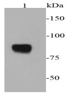 Fig1: Western blot analysis of chromogranin A on PC12 cell lysates using anti-chromogranin A antibody at 1/2000 dilution.
