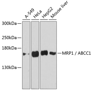 Western blot - MRP1 / ABCC1 Polyclonal Antibody 