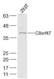Fig1: Sample:; 293T(Human) Cell Lysate at 40 ug; Primary: Anti-C8orf47 at 1/300 dilution; Secondary: IRDye800CW Goat Anti-Rabbit IgG at 1/20000 dilution; Predicted band size: 40 kD; Observed band size: 40 kD