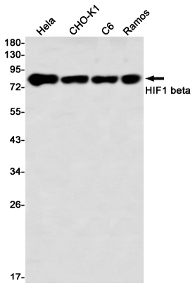 Western blot detection of HIF1 beta in Hela,CHO-K1,C6,Ramos using HIF1 beta Rabbit mAb(1:1000 diluted)