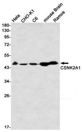 Western blot detection of CSNK2A1 in Hela,CHO-K1,C6,mouse Brain,Ramos using CSNK2A1 Rabbit mAb(1:1000 diluted)