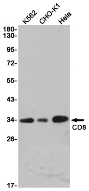 Western blot detection of CD8 in K562,CHO-K1,Hela cell lysates using CD8 Rabbit pAb(1:1000 diluted).Predicted band size:26KDa.Observed band size:29KDa.