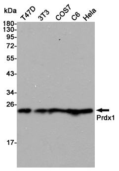 Western blot detection of Prdx 1 in T47D,3T3,COS7,C6 and Hela cell lysates using Prdx 1 mouse mAb (1:3000 diluted).Predicted band size:21kDa.Observed band size:21kDa.