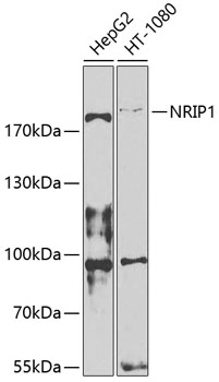 Western blot - NRIP1 Polyclonal Antibody 