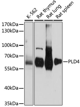 Western blot - PLD4 Polyclonal Antibody 