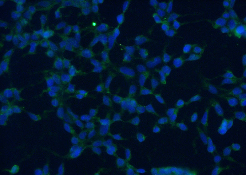 Immunofluorescent analysis of (-20oc Ethanol) fixed HEK-293 cells using Catalog No:111939(ISG20L2 Antibody) at dilution of 1:50 and Alexa Fluor 488-congugated AffiniPure Goat Anti-Rabbit IgG(H+L)