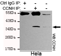 Immunoprecipitation analysis of Hela cell lysates using Cyclin H mouse mAb.