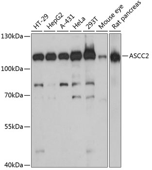 Western blot - ASCC2 Polyclonal Antibody 