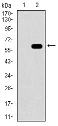 Western blot analysis using RELB mAb against HEK293 (1) and RELB (AA