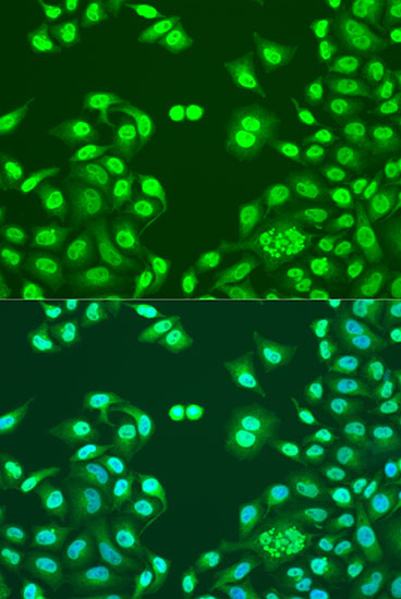 Immunofluorescence - NUMA1 Polyclonal Antibody 