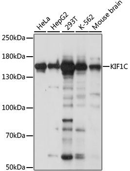 Western blot - KIF1C Polyclonal Antibody 