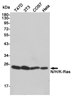 Western blot detection of N/H/K-Ras in T47D,3T3,COS7 and Hela cell lysates using N/H/K-Ras rabbit pAb (1:1000 diluted).Predicted band size:17kDa.Observed band size:17kDa.