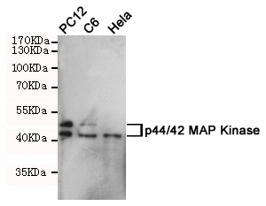 Western blot analysis of extracts from Hela,PC-12 and C6 cells using p44/42 MAP Kinase (Ab-204) rabbit pAb (1:1000 diluted).Predicted band size:42/44KDa.Observed band size:42/44KDa.