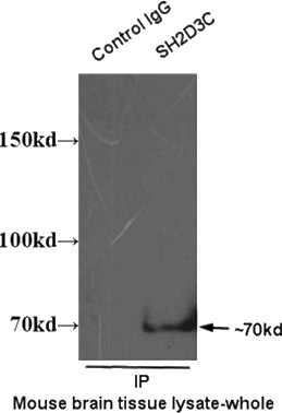 IP result of SH2D3C antibody (Catalog No:115182 for IP and Detection) with mouse brain tissue lysate.