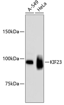 Western blot - KIF23 Monoclonal Antibody 