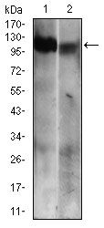Western blot analysis using RB1 mouse mAb against Jurkat (1) and A431 (2) cell lysate.