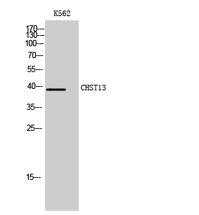 Fig1:; Western Blot analysis of K562 cells using CHST13 Polyclonal Antibody