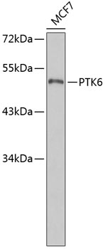 Western blot - PTK6 Polyclonal Antibody 
