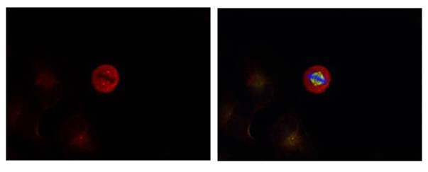 Immunofluorescence staining of methanol-fixed Hela cells showing centrosome and nuclear staining using p44/42 MAP Kinase (Phospho-Tyr204) Antibody .