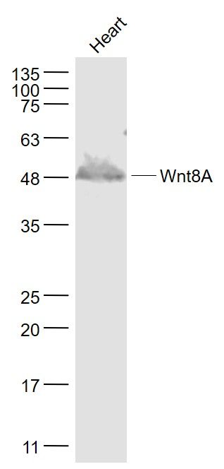 Fig1: Sample:; Heart (Mouse) Lysate at 40 ug; Primary: Anti- Wnt8A at 1/1000 dilution; Secondary: IRDye800CW Goat Anti-Rabbit IgG at 1/20000 dilution; Predicted band size: 36 kD; Observed band size: 48 kD