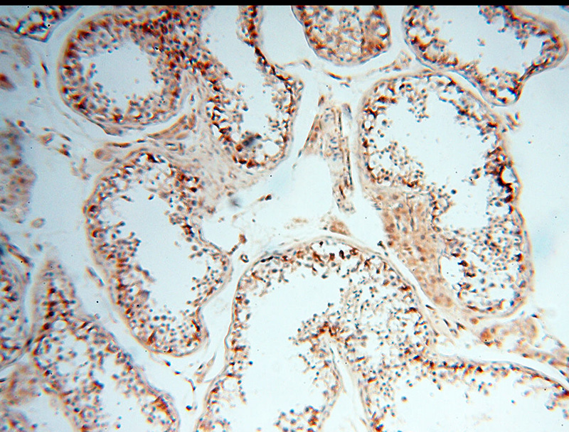 Immunohistochemical of paraffin-embedded human testis using Catalog No:115657(SPZ1 antibody) at dilution of 1:100 (under 10x lens)