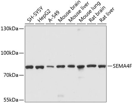 Western blot - SEMA4F Polyclonal Antibody 